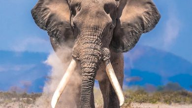 Elephants Calendar 2027