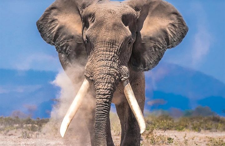 Elephants Calendar 2027