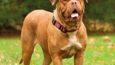 Dogue De Bordeaux Calendar 2027