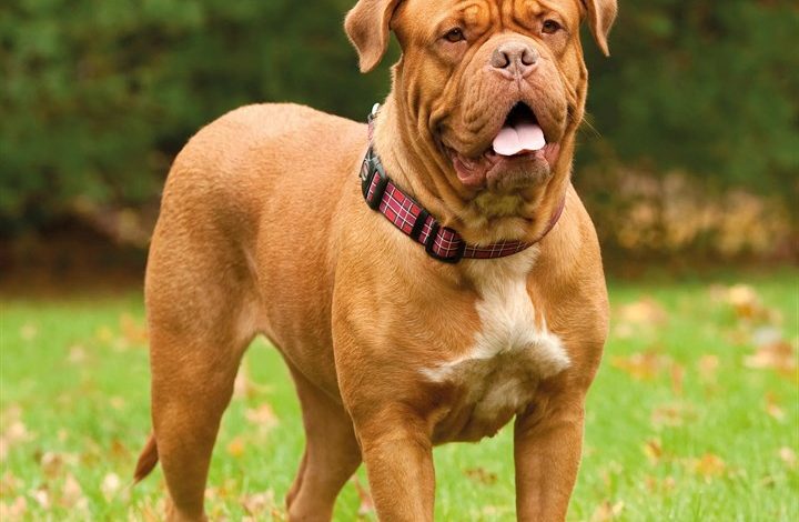 Dogue De Bordeaux Calendar 2027