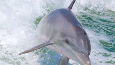 Dolphins Calendar 2027