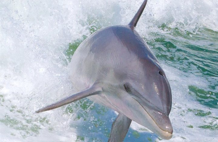 Dolphins Calendar 2027