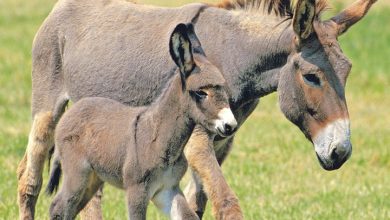 Donkeys Calendar 2027