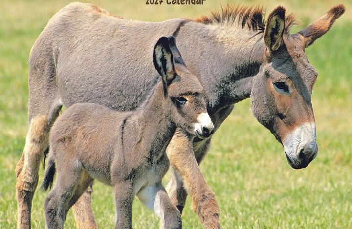 Donkeys Calendar 2027