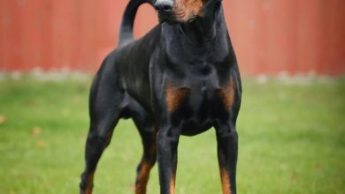 Dobermann Calendar 2027