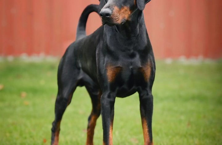 Dobermann Calendar 2027