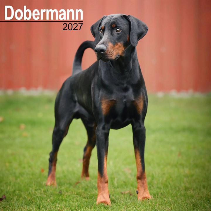 Dobermann Calendar 2027