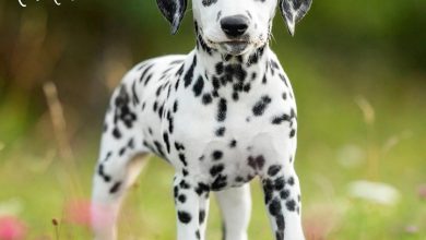 Dalmatian Puppies Calendar 2027