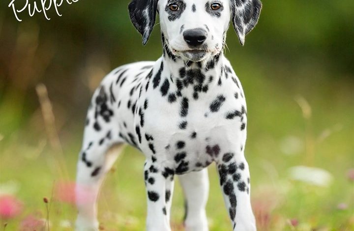 Dalmatian Puppies Calendar 2027