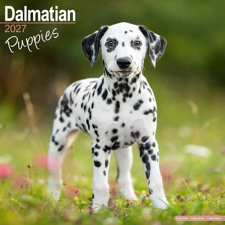 Dalmatian Puppies Calendar 2027