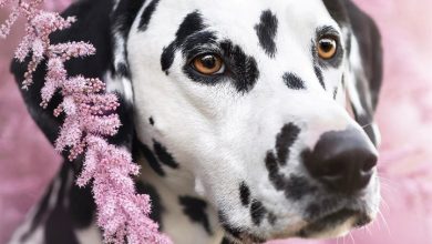 Dalmatian Calendar 2027