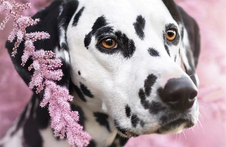 Dalmatian Calendar 2027