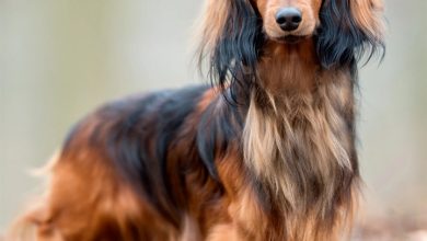 Long Haired Dachshund Calendar 2027