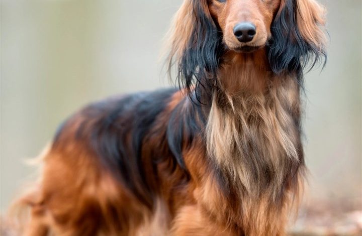 Long Haired Dachshund Calendar 2027