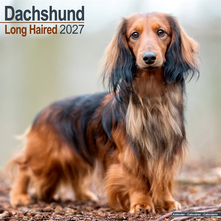 Long Haired Dachshund Calendar 2027