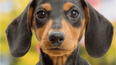 Dachshund Puppies Mini Calendar 2027