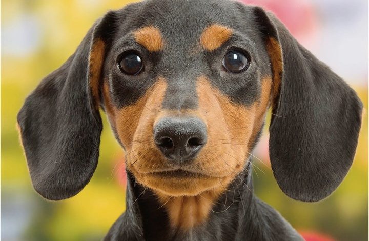 Dachshund Puppies Mini Calendar 2027