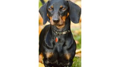 Dachshund Slim Calendar 2027