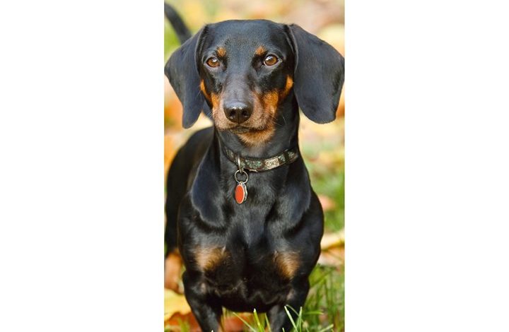 Dachshund Slim Calendar 2027