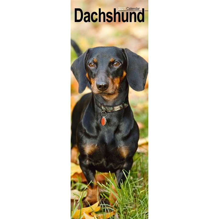 Dachshund Slim Calendar 2027