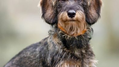 Wire Haired Dachshund Calendar 2027