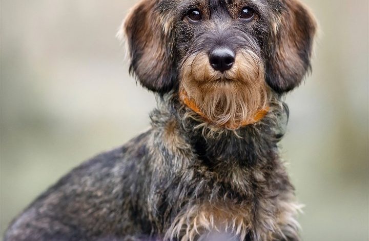 Wire Haired Dachshund Calendar 2027