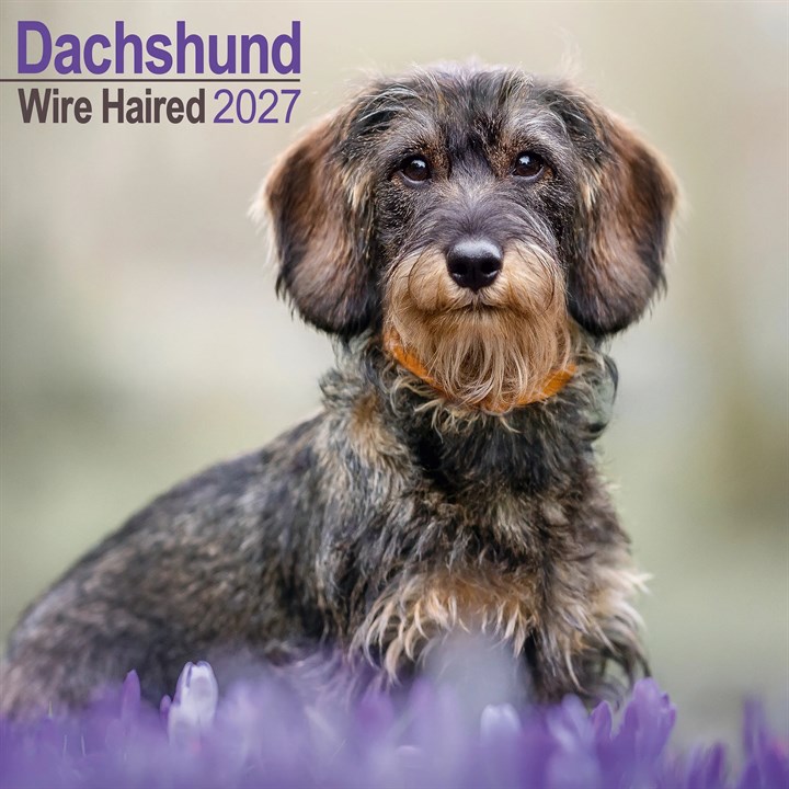 Wire Haired Dachshund Calendar 2027