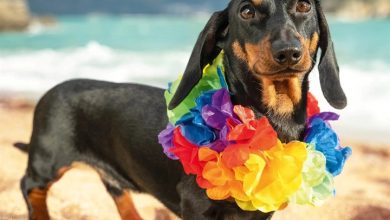 Dachshund Calendar 2027