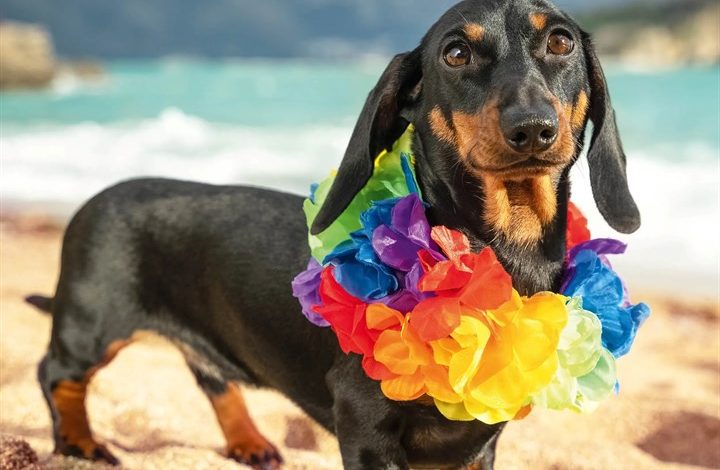 Dachshund Calendar 2027