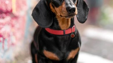 Dachshund Calendar 2027
