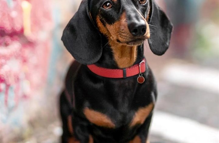 Dachshund Calendar 2027