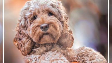 Cockapoo Family Organiser 2027