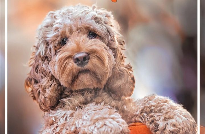 Cockapoo Family Organiser 2027