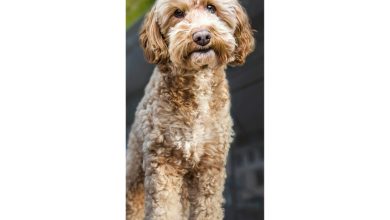 Cockapoo Slim Calendar 2027