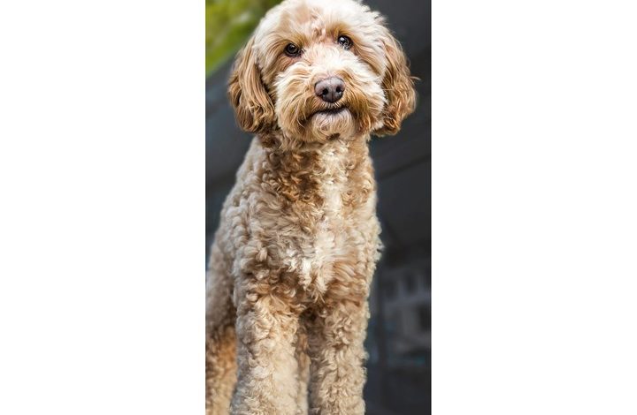 Cockapoo Slim Calendar 2027