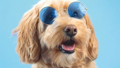 Cockapoo Calendar 2027