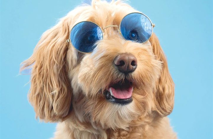 Cockapoo Calendar 2027