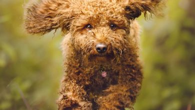 Cockapoo Calendar 2027