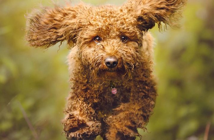 Cockapoo Calendar 2027