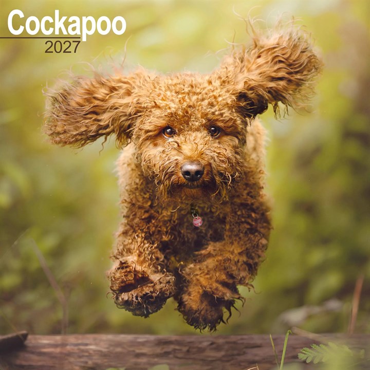Cockapoo Calendar 2027