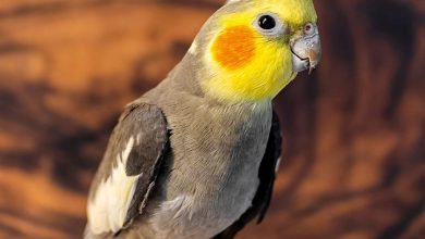 Cockatiels Calendar 2027