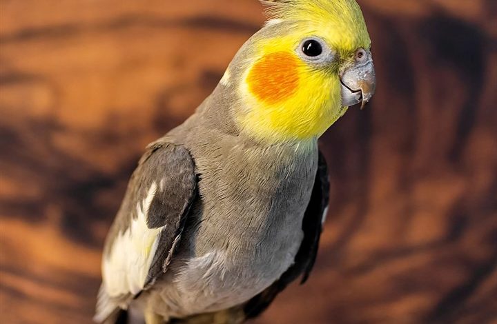 Cockatiels Calendar 2027