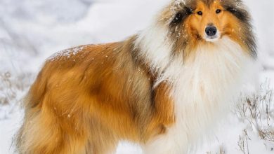 Collie Calendar 2027