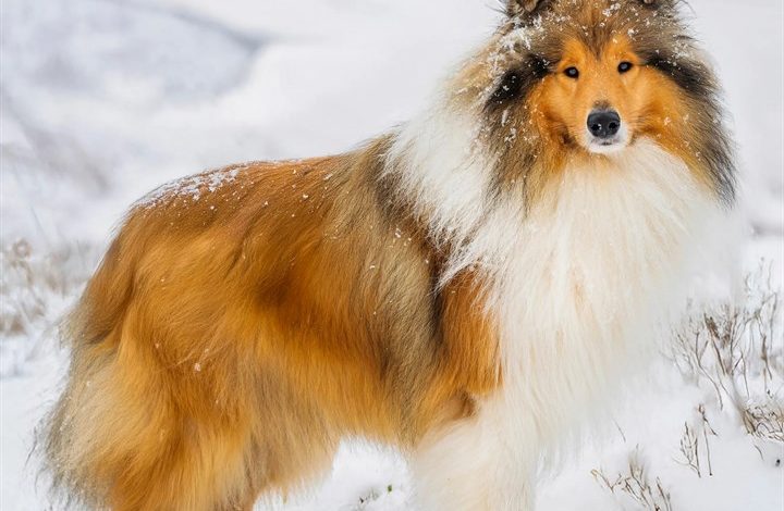 Collie Calendar 2027