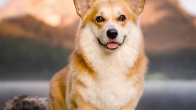 Corgi Calendar 2027