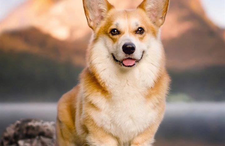 Corgi Calendar 2027
