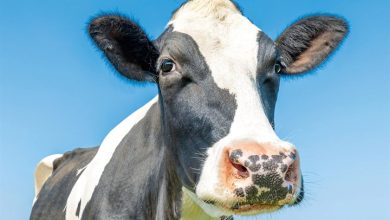 Cows Calendar 2027