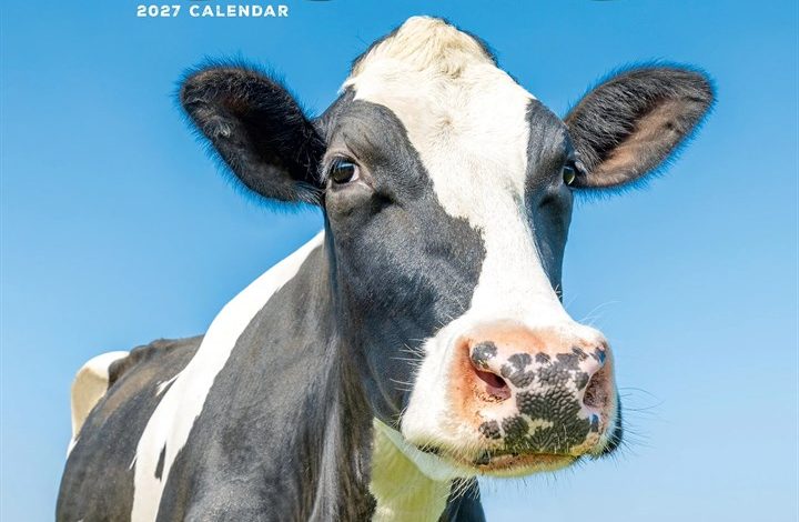 Cows Calendar 2027