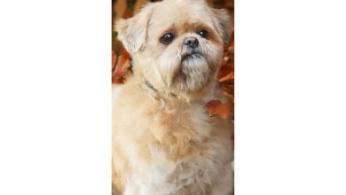 Lhasa Apso Slim Calendar 2027