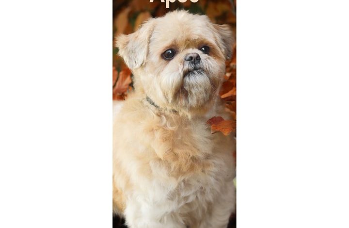 Lhasa Apso Slim Calendar 2027